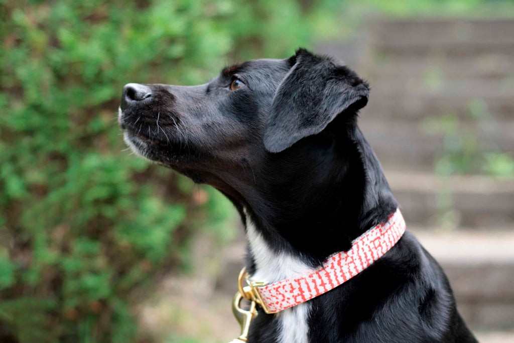 Coral Splash Collar