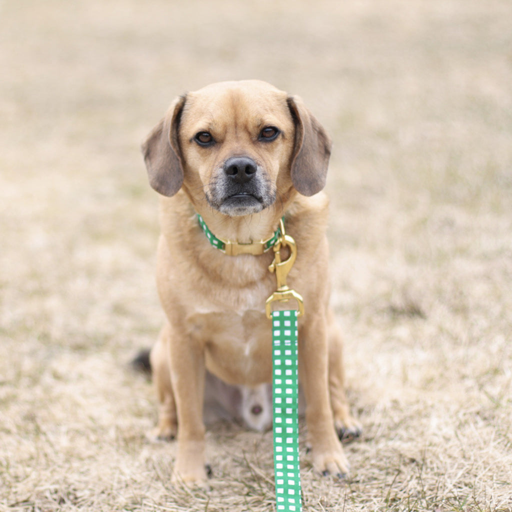 Kelly Green Geometric Leash