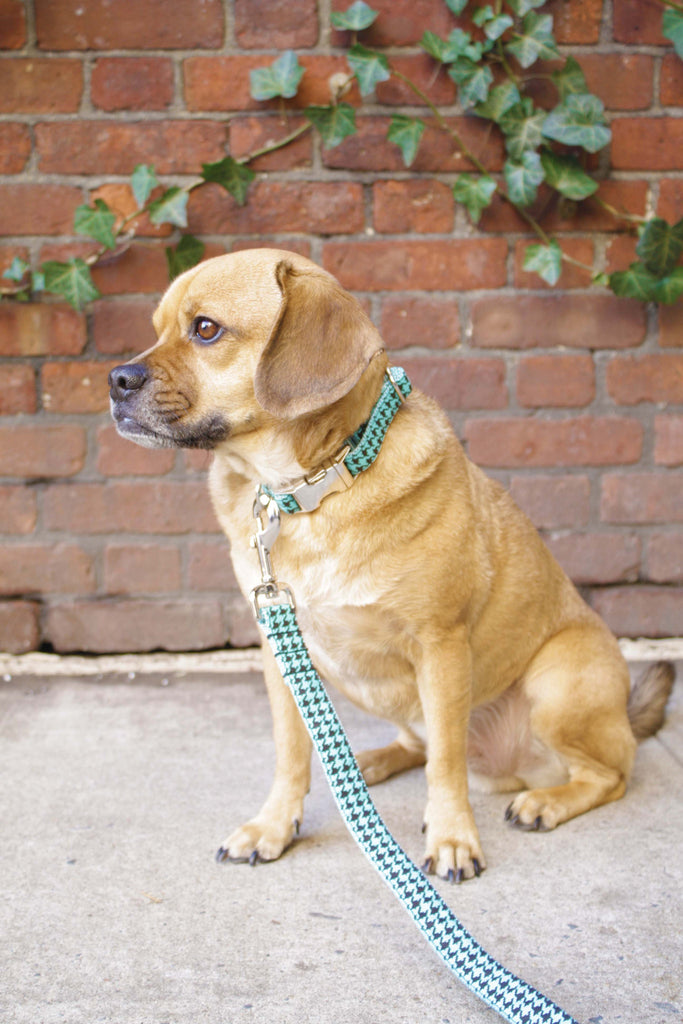 Robin Egg Blue Houndstooth Collar