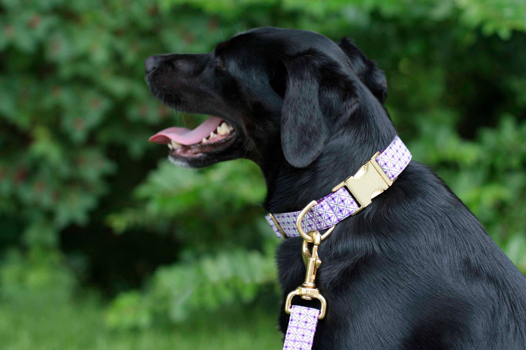 Violet Flowers Collar