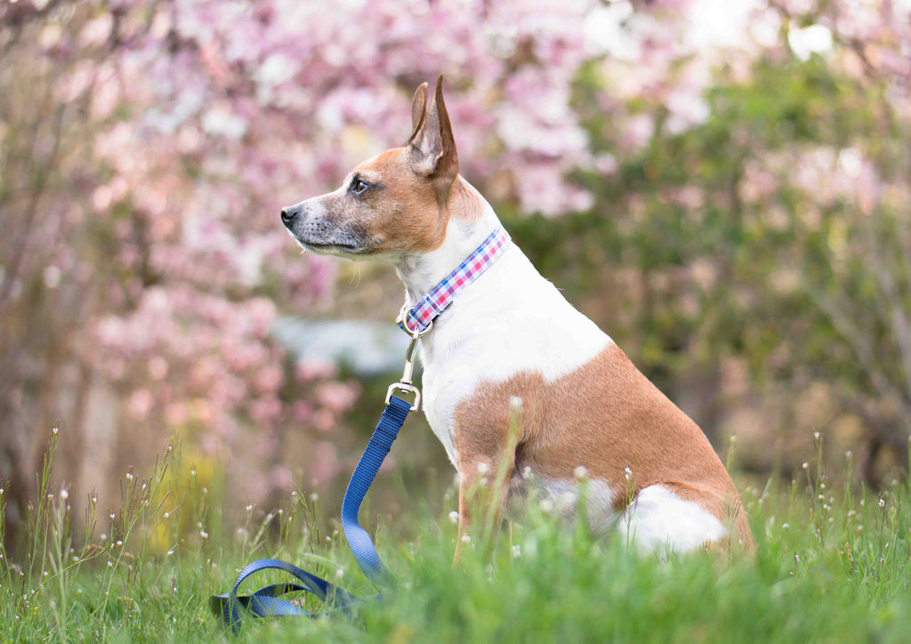 Red White and Blue Gingham Collar