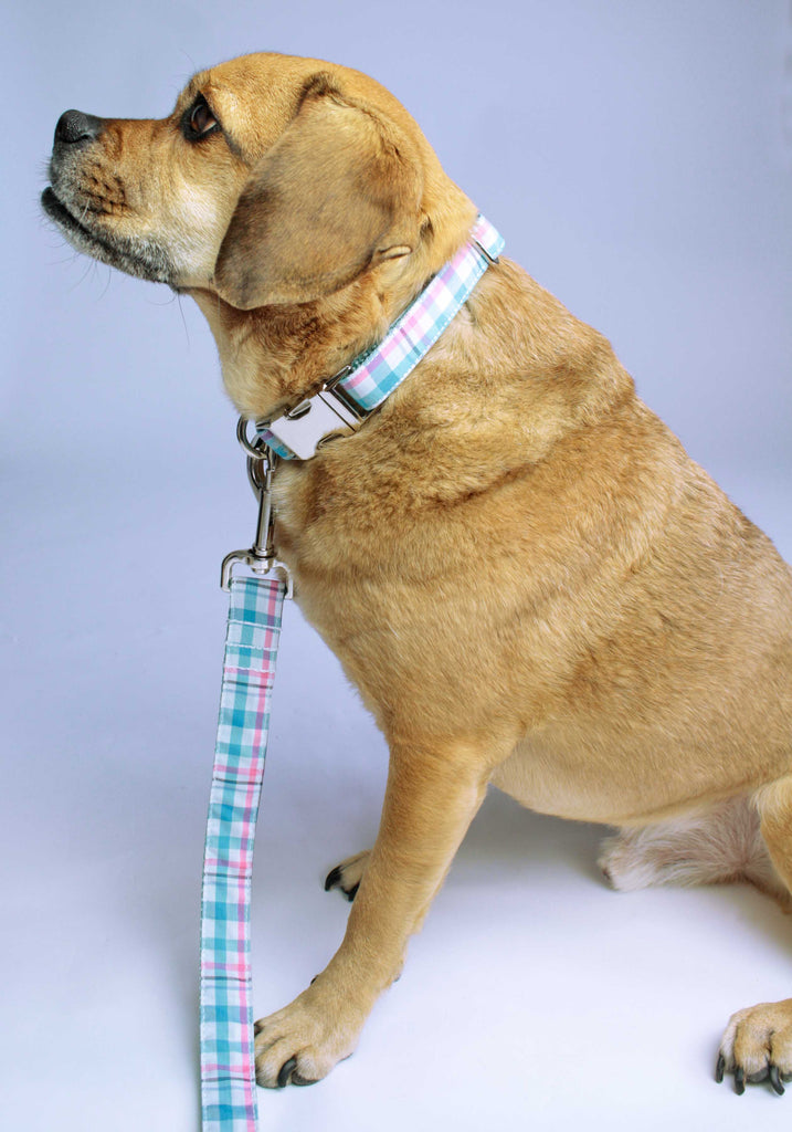 Aqua Blue and Pink Plaid Collar