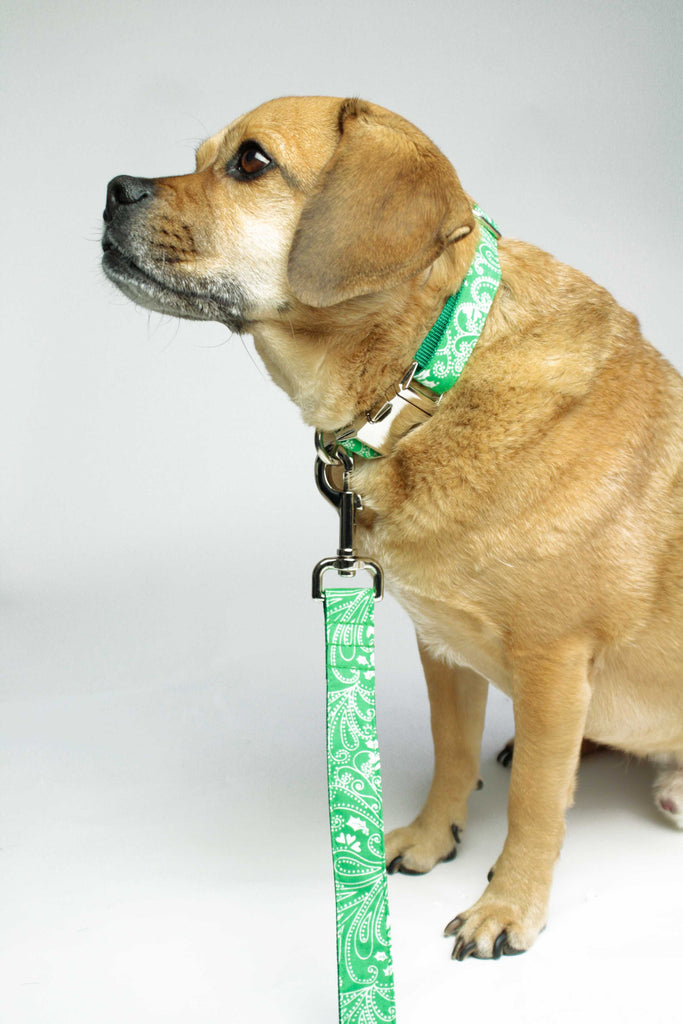 Green Paisley Leash