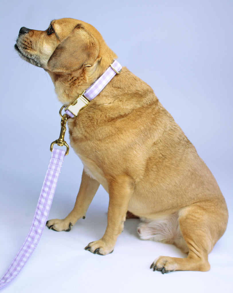 Lavender Gingham Leash - final sale