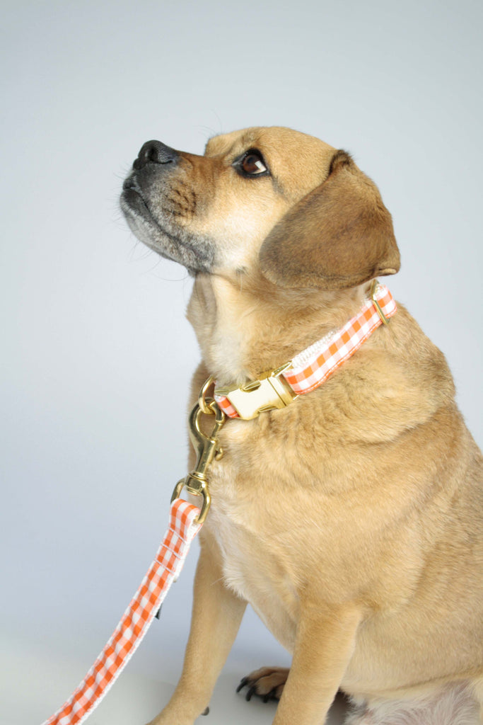 Orange Gingham Leash - final sale