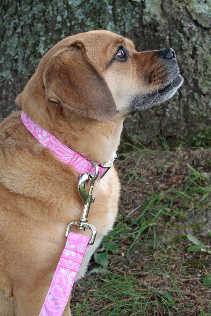 Pink Paisley Collar
