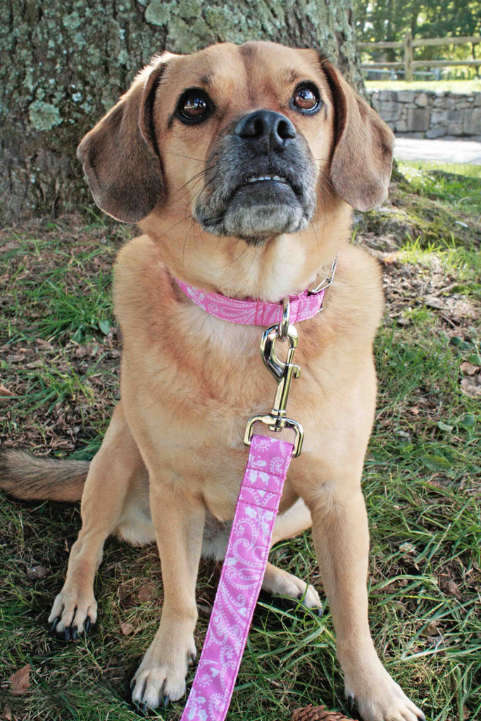Pink Paisley Leash