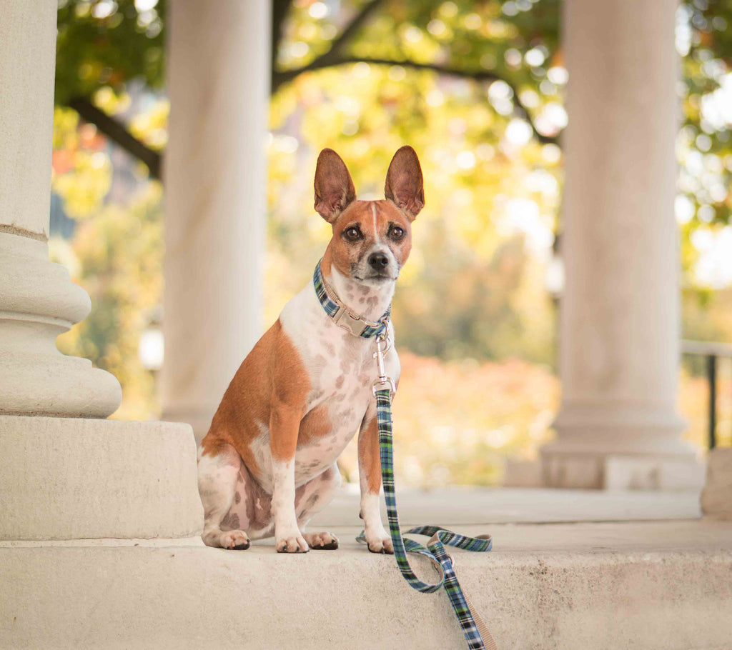 Blue and Green Plaid Leash