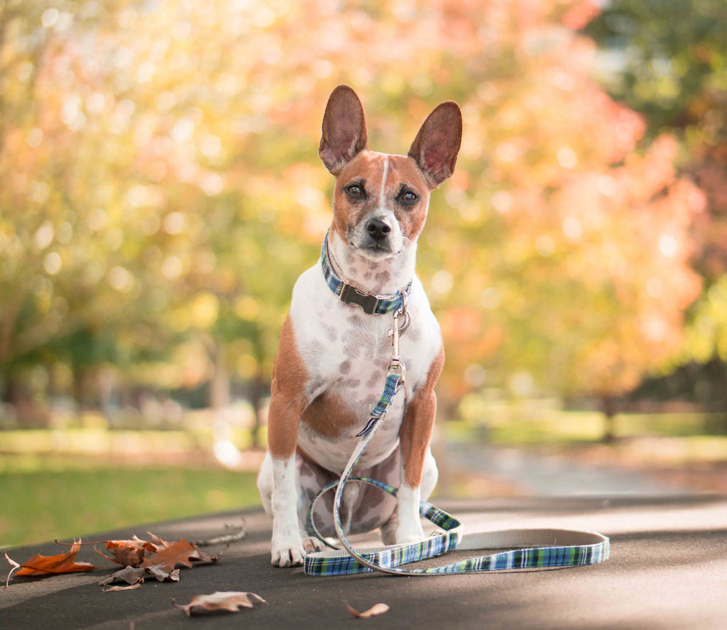 Blue and Green Plaid Collar