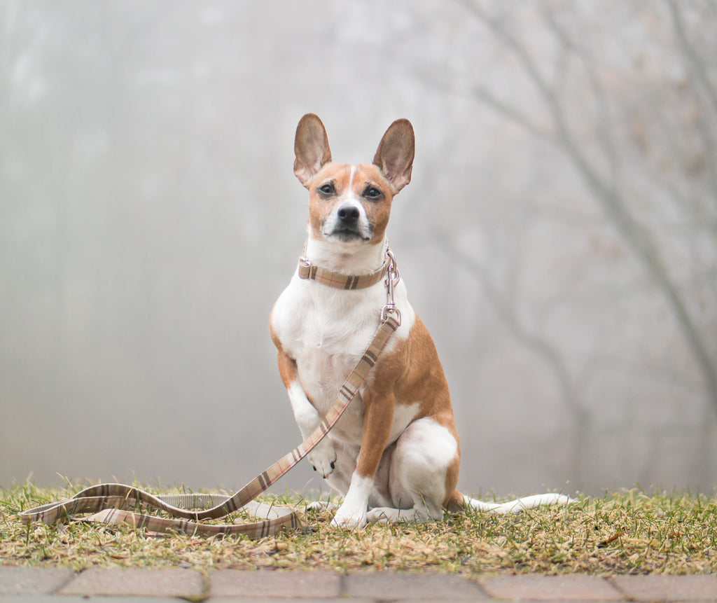 British Plaid Leash