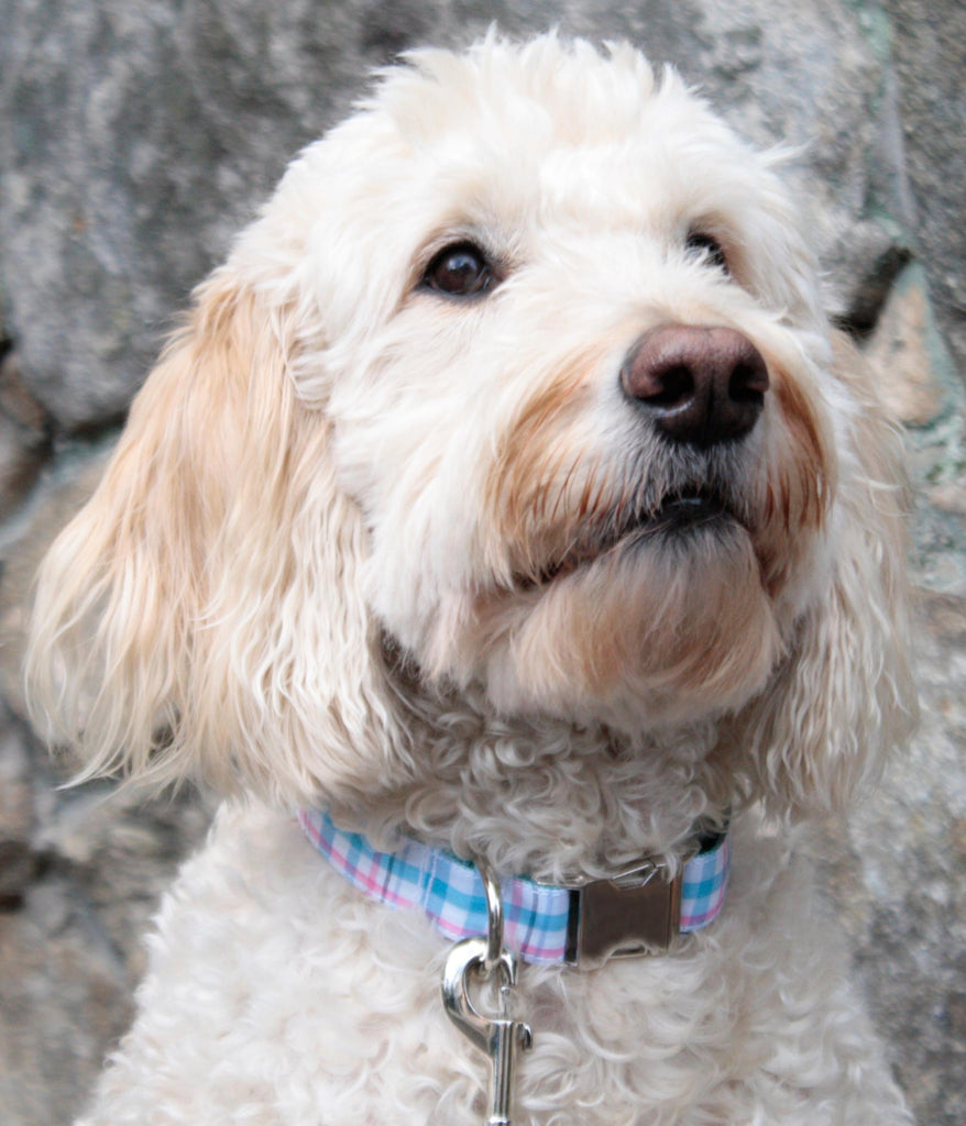 Aqua Blue and Pink Plaid Collar