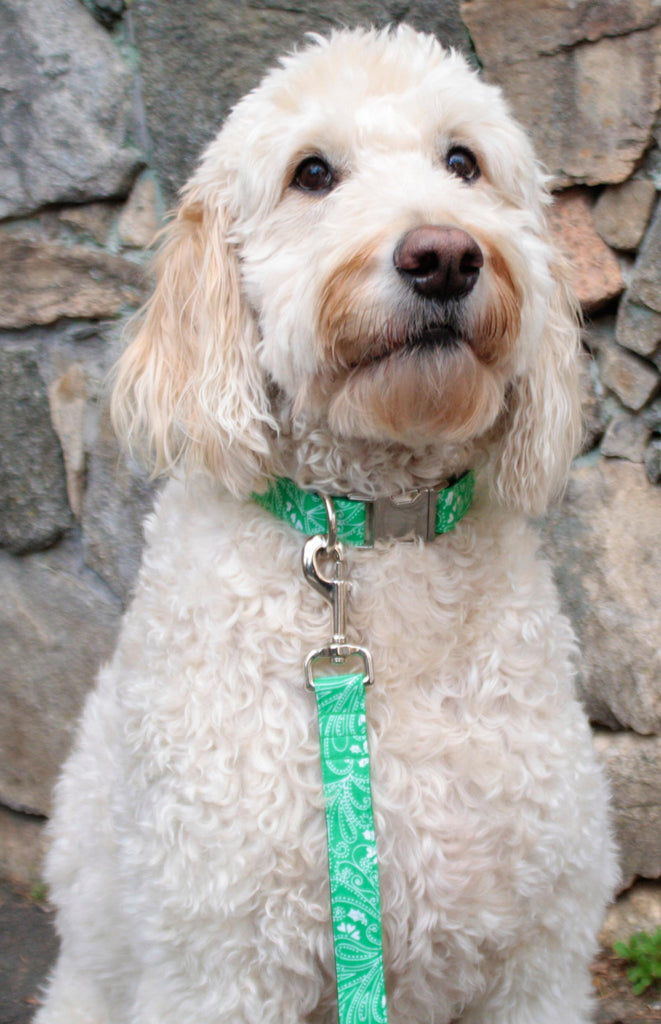 Green Paisley Collar