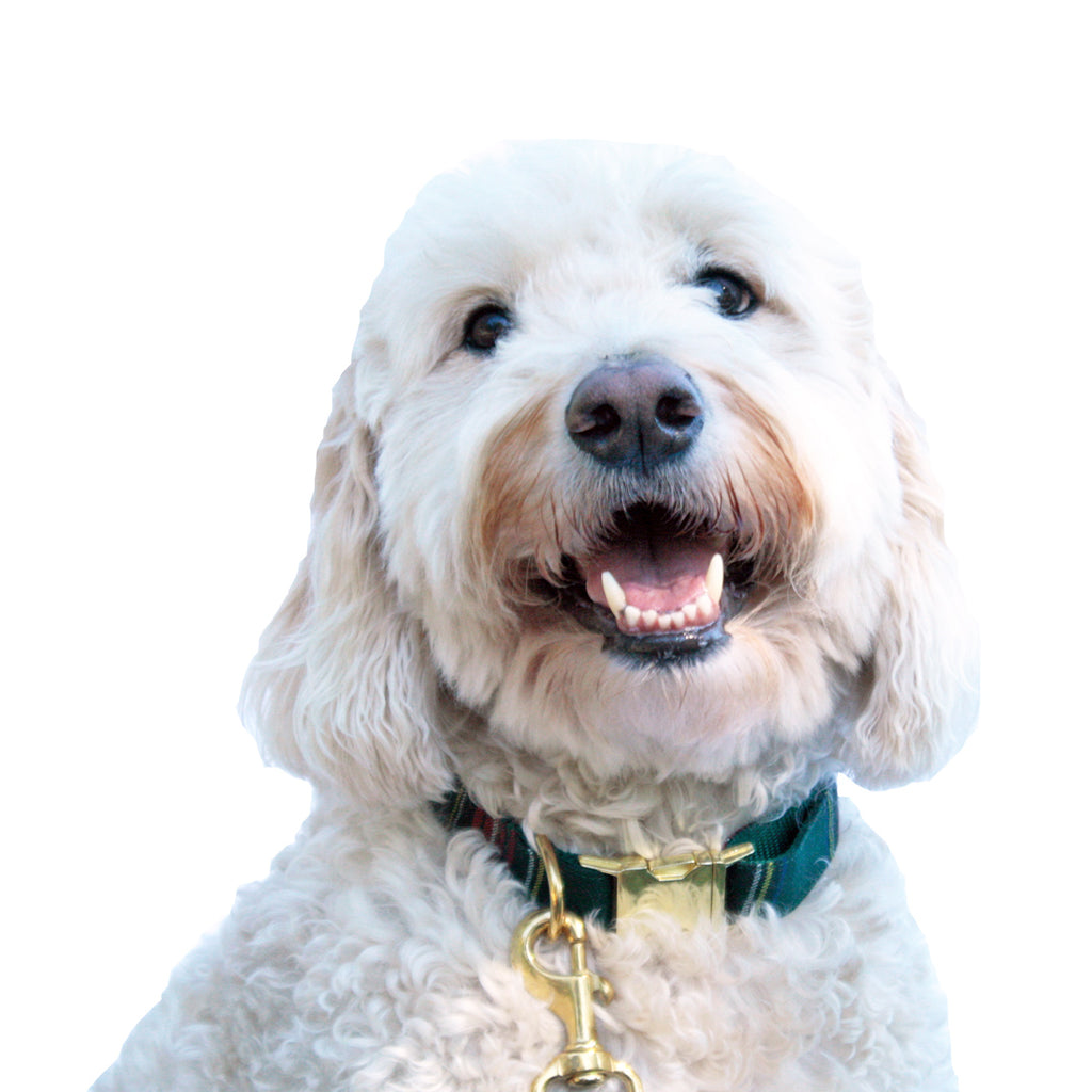 Green Tartan Plaid Collar