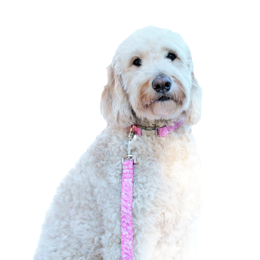 Pink Paisley Collar