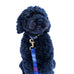 Royal Blue and Red Plaid Collar