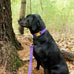 Violet Polka Dot in Pink Leash