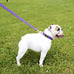 Violet Polka Dot in Pink Leash