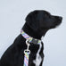 Rainbow Stripe Collar