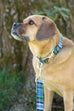 Blue and Green Plaid Collar