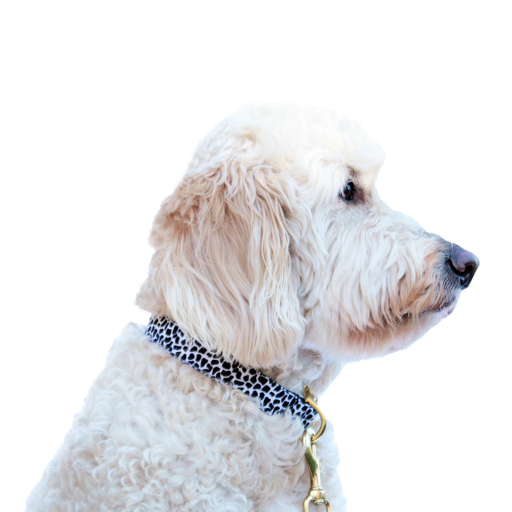 Bonjour Designer Dog Collar And Leash